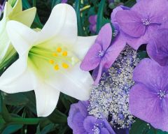 Tapeta Nature Flowers 626.jpg